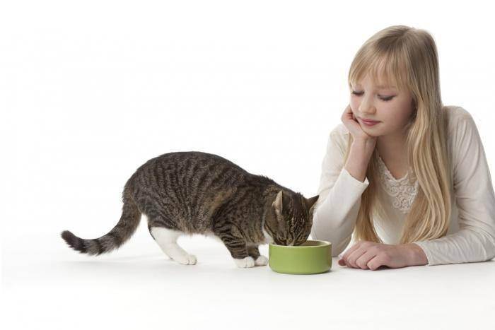 Вреден ли сухой корм для кошек