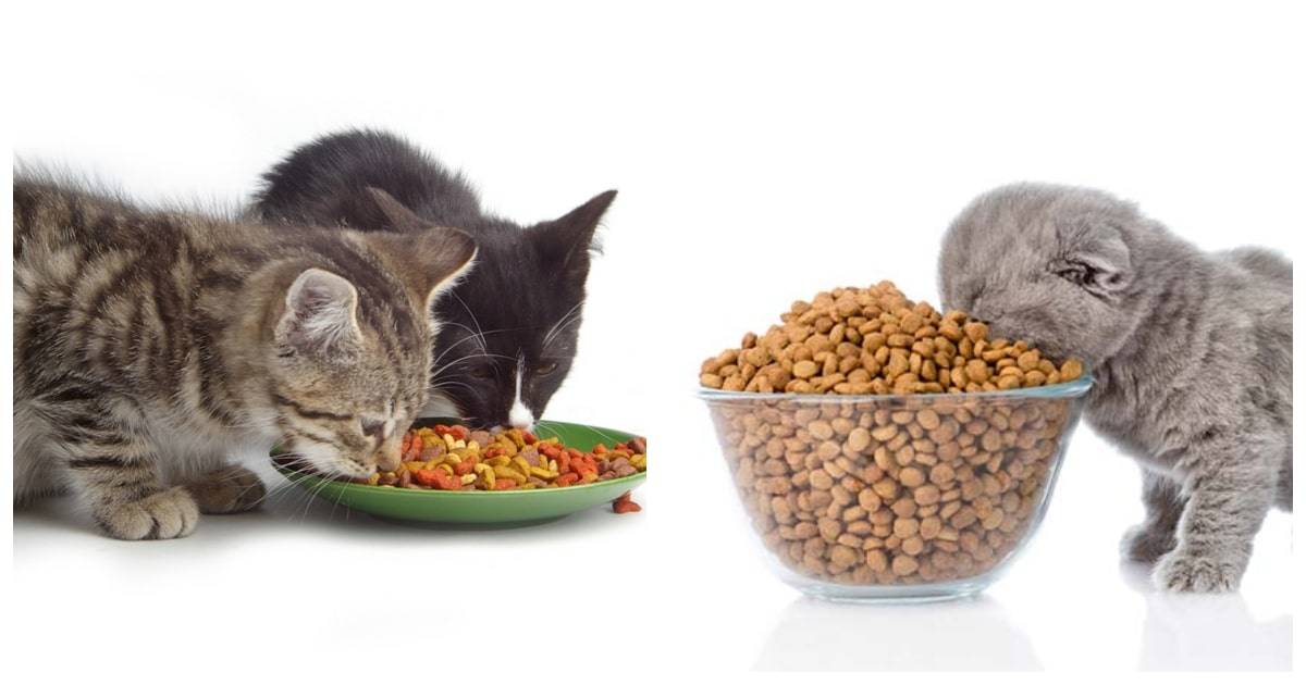 Чем нельзя кормить кошек - список продуктов + информация по правильному кормлению