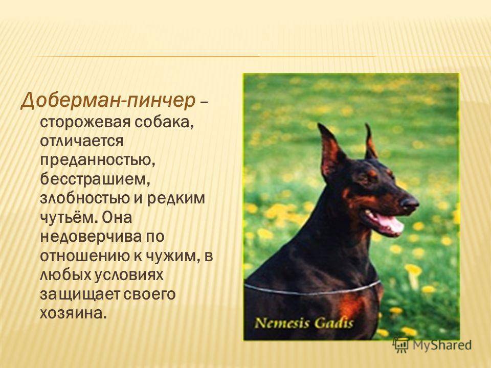 Цвергпинчер — описание породы, отзывы владельцев, «за» и «против» покупки щенка