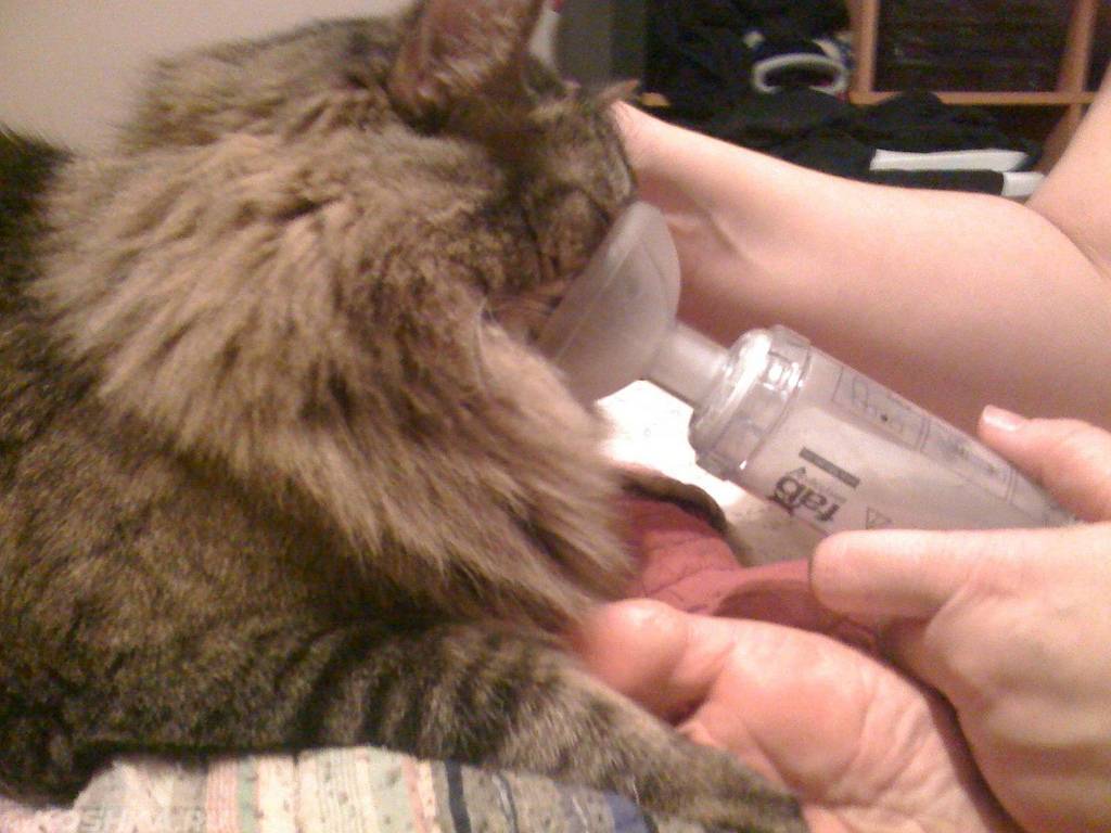 Кот или кошка чихает: что делать, как диагностировать и чем лечить