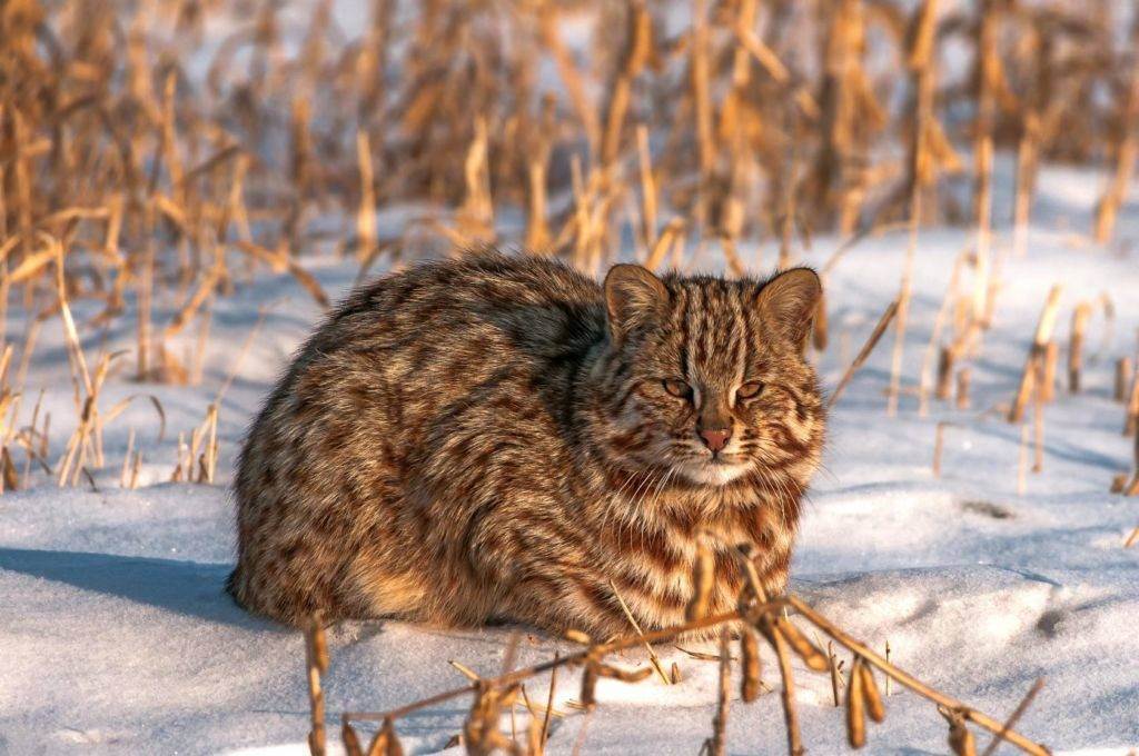 Амурский лесной кот: описание и фото, возможность содержания в домашних условиях