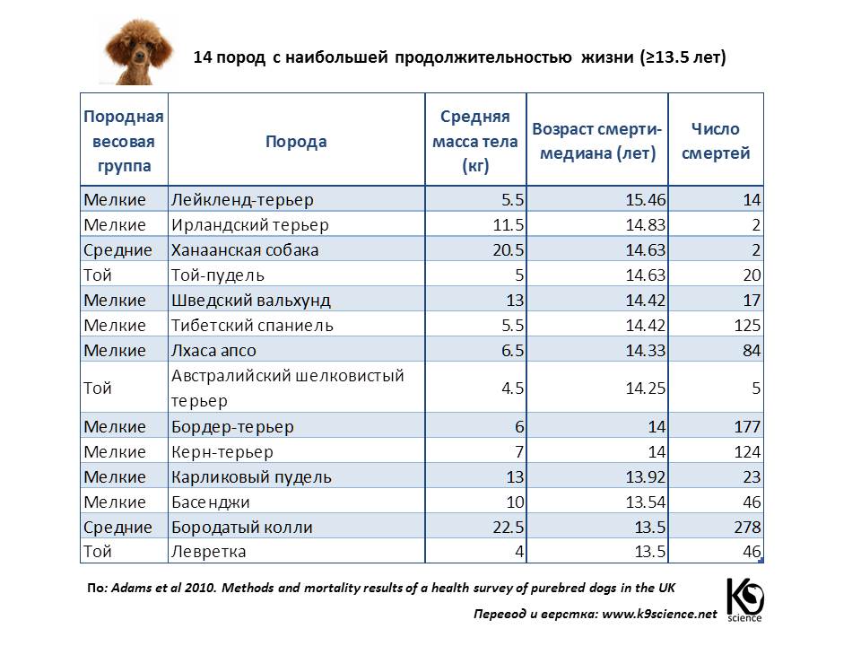 ᐉ продолжительность жизни собаки в домашних условиях – сколько живут дворняжки? - zoomanji.ru