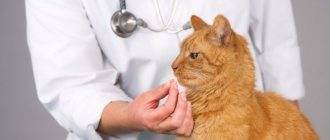 Гипертиреоз у кошек лечение