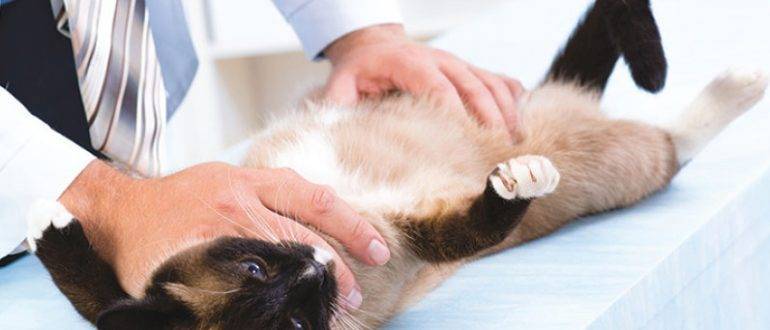 Подготовка кошки к стерилизации: как кормить, прививки