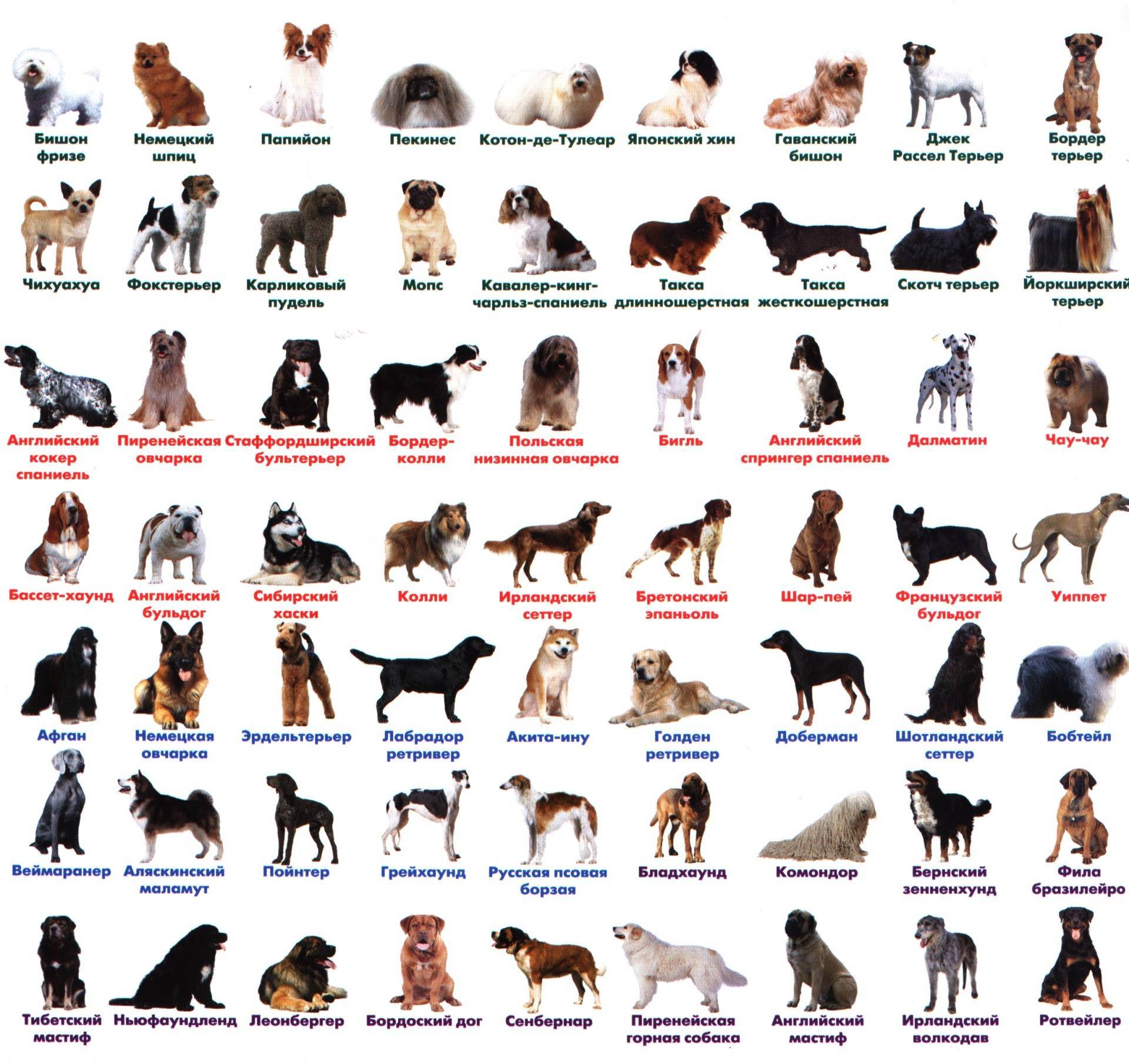 Виды пород собак фото с названиями средние