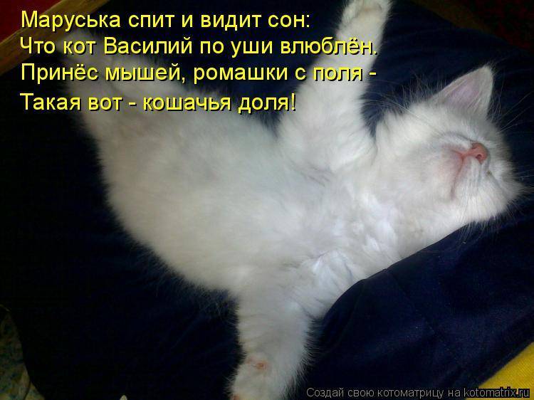 Сонник собственный кот. к чему снится собственный кот видеть во сне - сонник дома солнца
