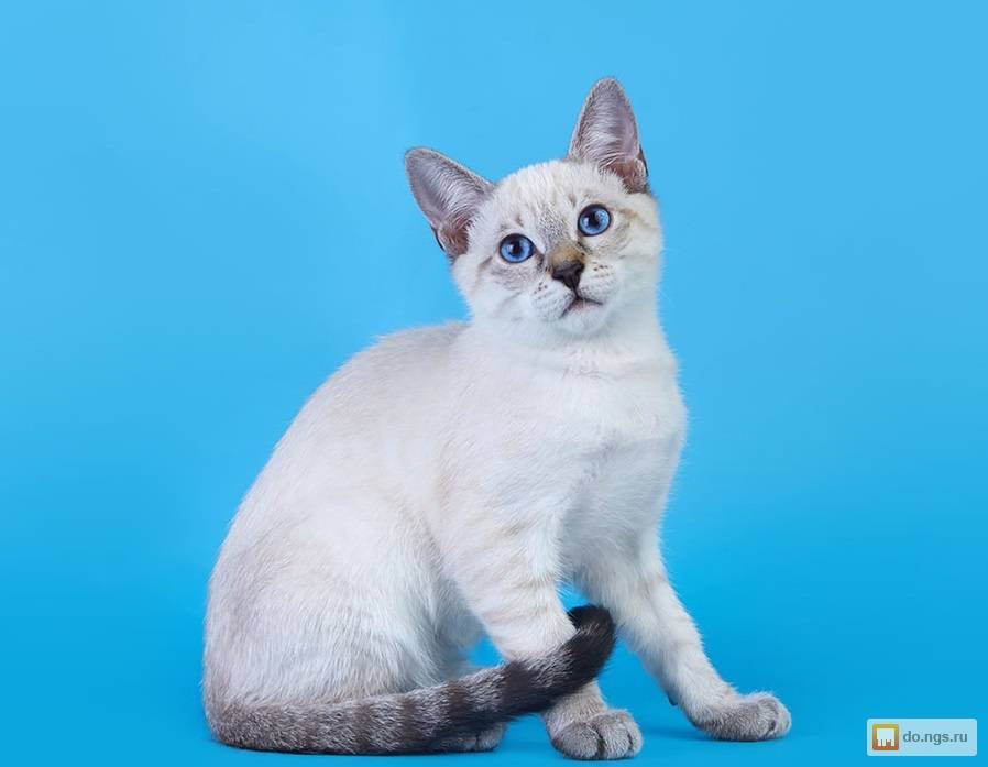 Табби кошка: разновидности окраса и рисунка шерсти азиатской, британской и других пород