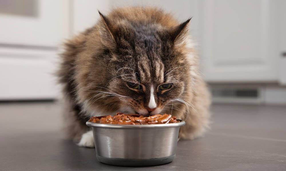 Чем следует кормить кота в домашних условиях: секреты правильного питания кошек