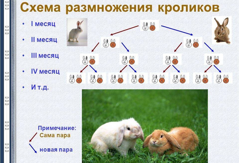Сколько дает потомства. Схема скрещивания кроликов. Схема размножения. Схема размножения кроликов. Схема разведения кроликов.
