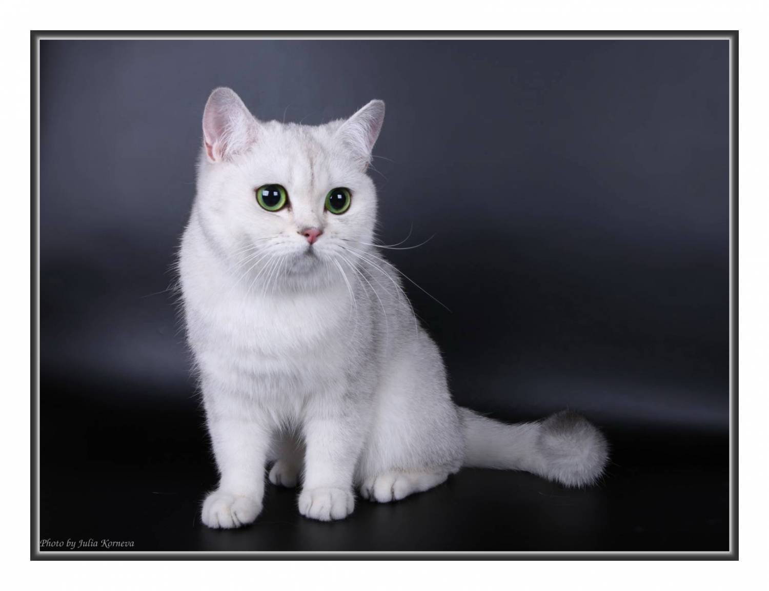 Британская короткошерстная кошка: описание стандартов породы, возможные окрасы, особенности поведения британца