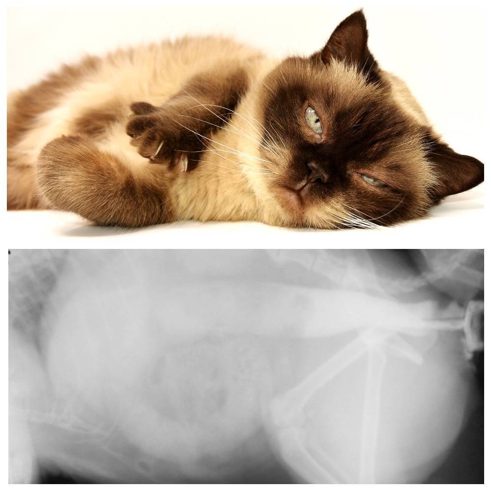 Операции на кишечнике у кошек