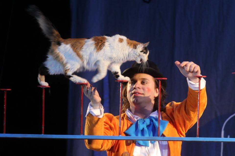 Юрий куклачев театр кошек