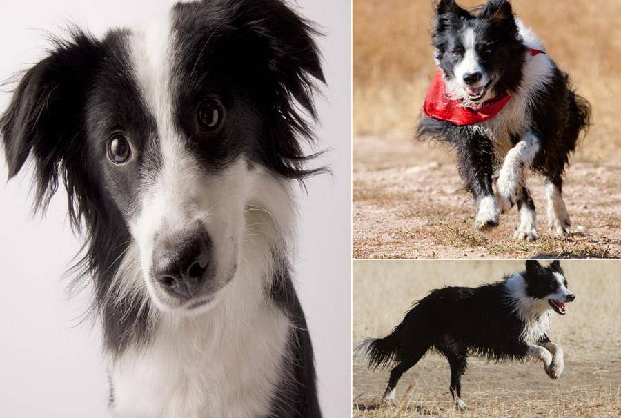 Самые добрые породы собак в мире — топ-10 с фото и названиями