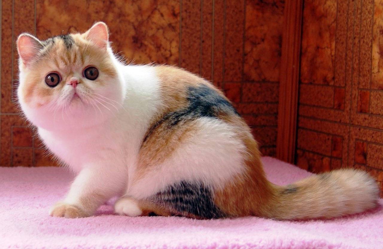 Экзотическая кошка: внешность, характер, уход и кормление