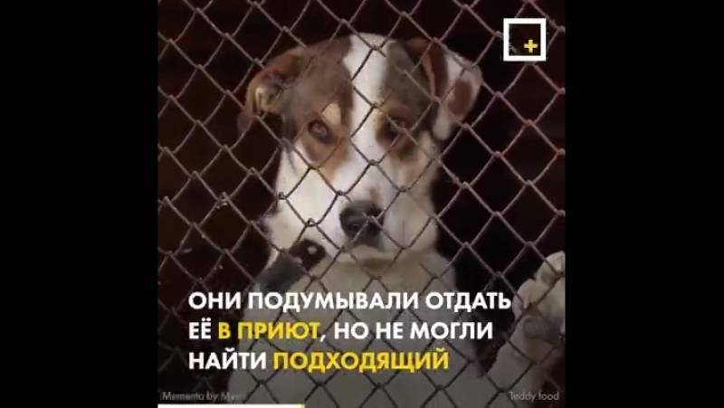 В россии запущен необычный сервис помощи бездомным животным teddy food | блог veggie people