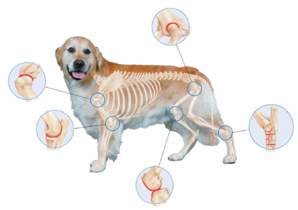 Переломы костей у собак - симптомы и лечение переломов лап, ног, таза, хвоста, челюсти и бедра