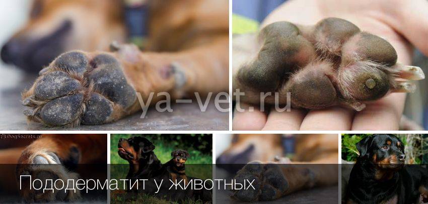 Пододерматит у собак: лечение, причины, симптомы, диагностика
