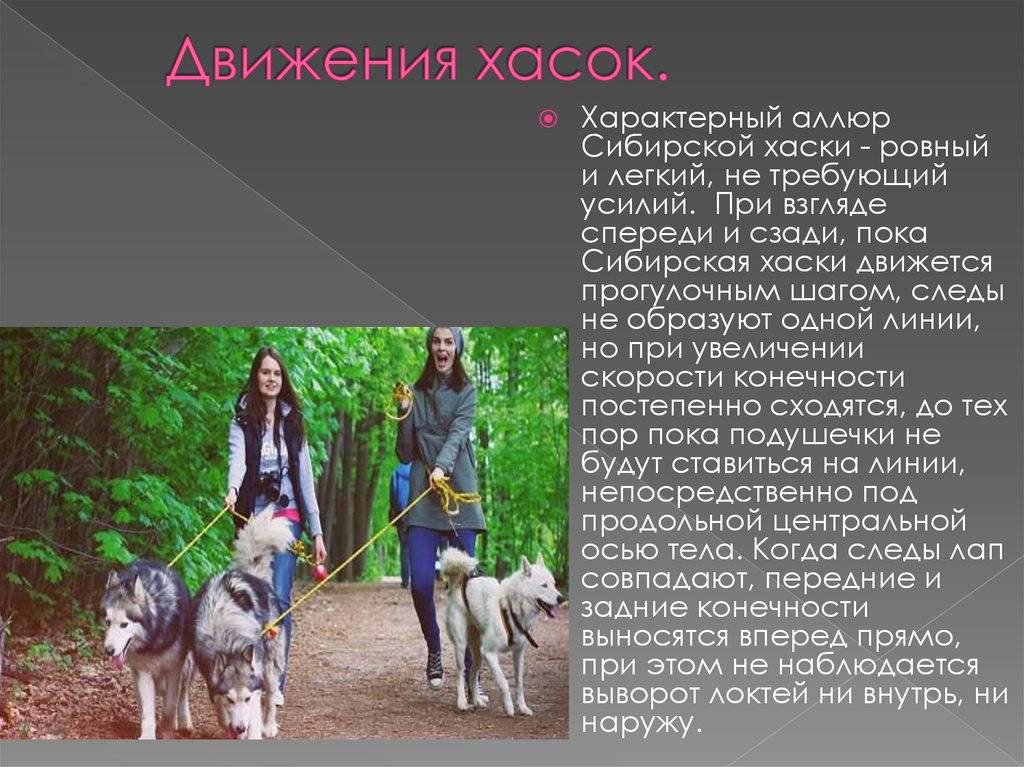 Хаски