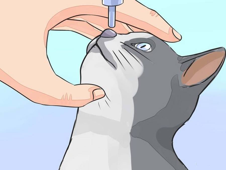 Как капать капли в глаза кошке: основные правила