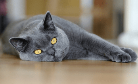Золотая британская шиншилла: описание кошек, особенности характера и правила ухода