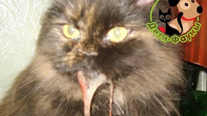 Пена изо рта у кота — безобидный признак или симптом серьезного заболевания?