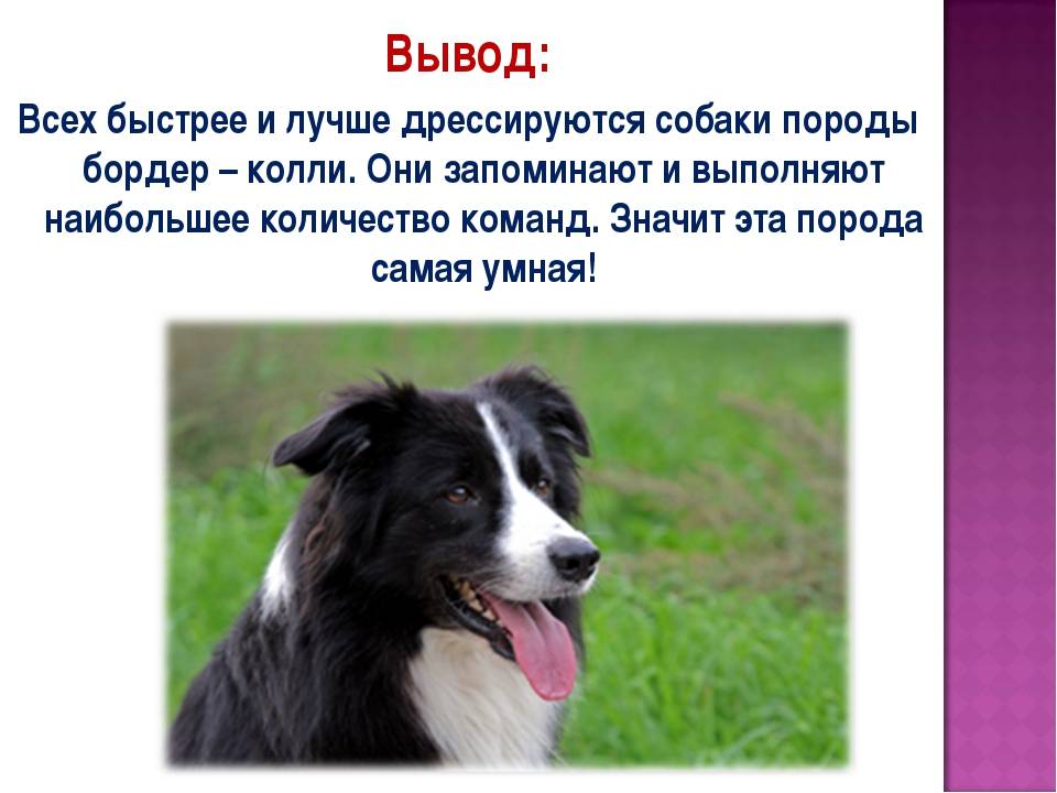 Самая дорогая собака в мире — самые дорогостоящие собаки в россии и за рубежом