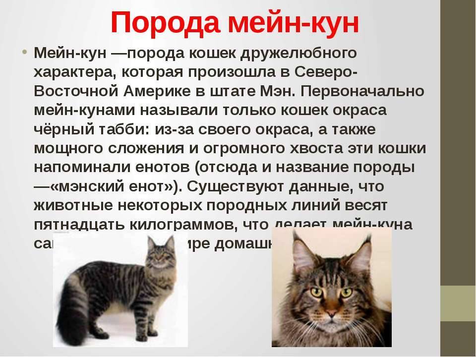 Описание породы кошек мейн-кун