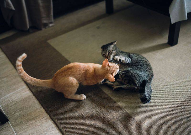 Как подружить кошек между собой в квартире
