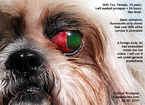 Признаки травм глаза у собак