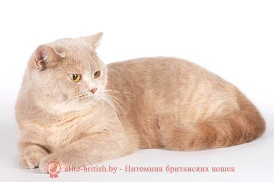 Стандартные и редкие окрасы британских кошек