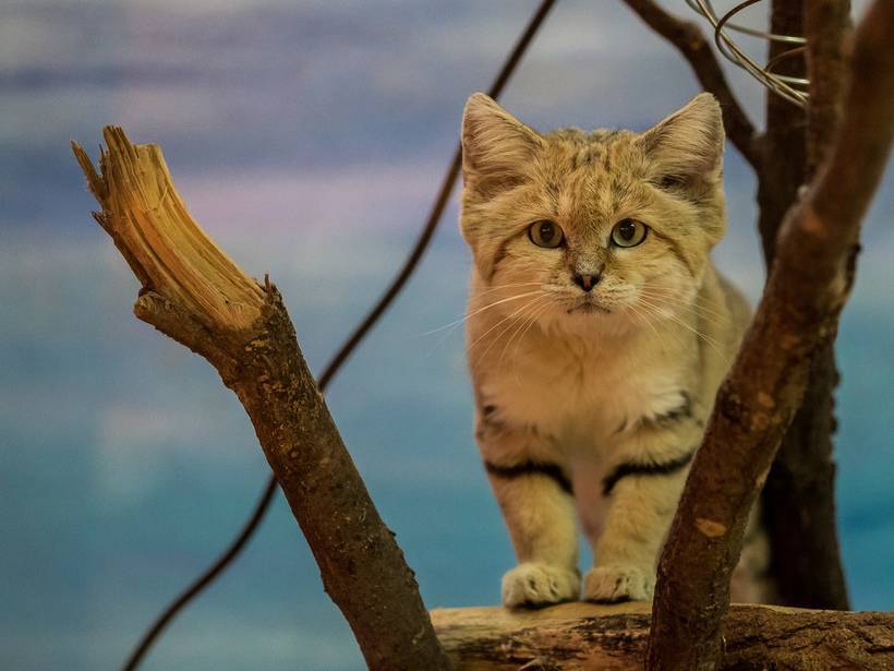 Барханный кот: описание вида, можно ли содержать в домашних условиях, среда обитания, образ жизни хищника, интересные факты