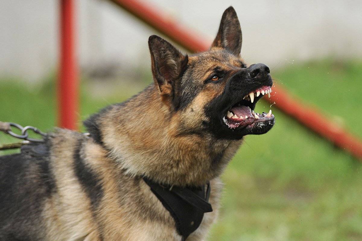 Самая сильная собака в мире. самые агрессивные породы собак :: syl.ru