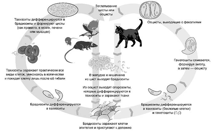 Как можно заразиться токсоплазмозом от кошки?