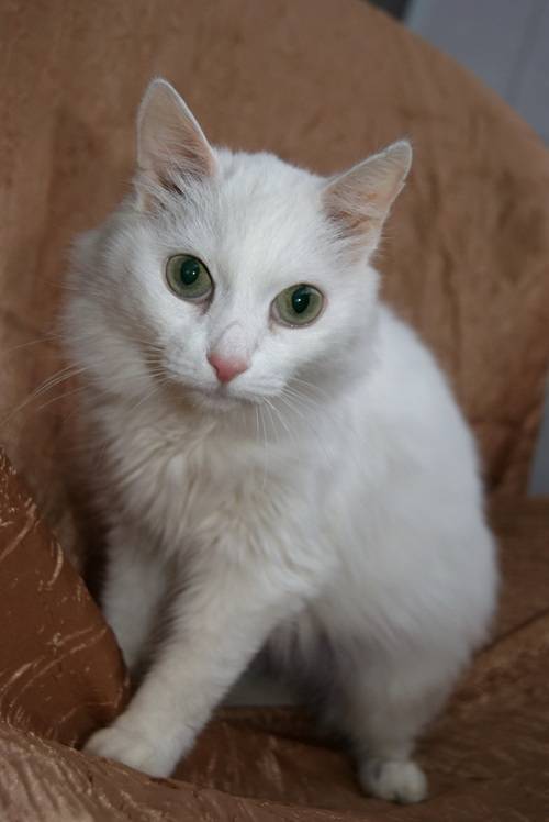 Коты-альбиносы: что такое ген альбинизма, описание внешних особенностей, характер и советы по уходу и содержанию