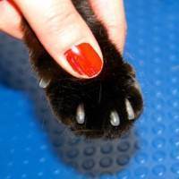 Антицарапки для кошек: преимущества силиконовых накладок (колпачков) для когтей и их применение, отзывы ветеринаров и владельцев