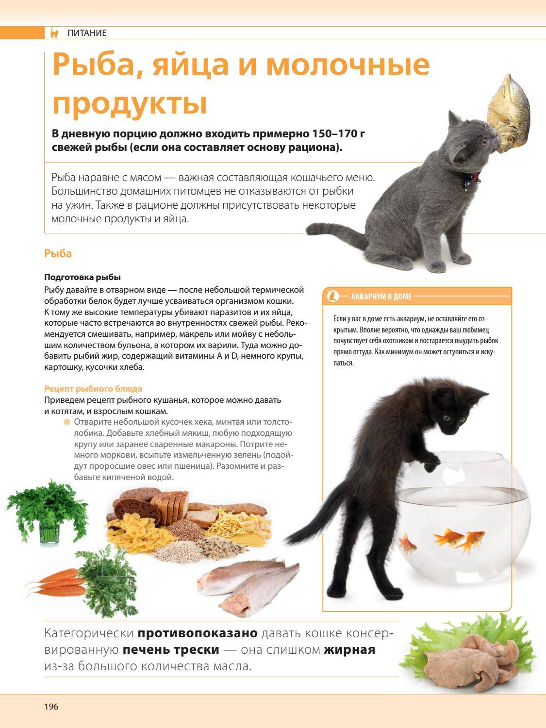 Какую кошку можно. Рацион кошки. Натуральное питание для котят. Рацион еды для кошек. Рацион кота на натуральном питании.