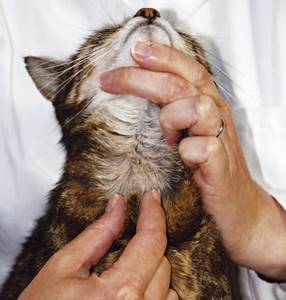 Лабораторные методы диагностики у кошек при гипертиреозе