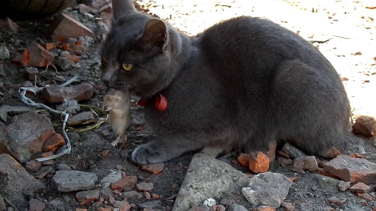 Кто лучше ловит мышей и крыс: кот или кошка, какая порода, кого лучше завести