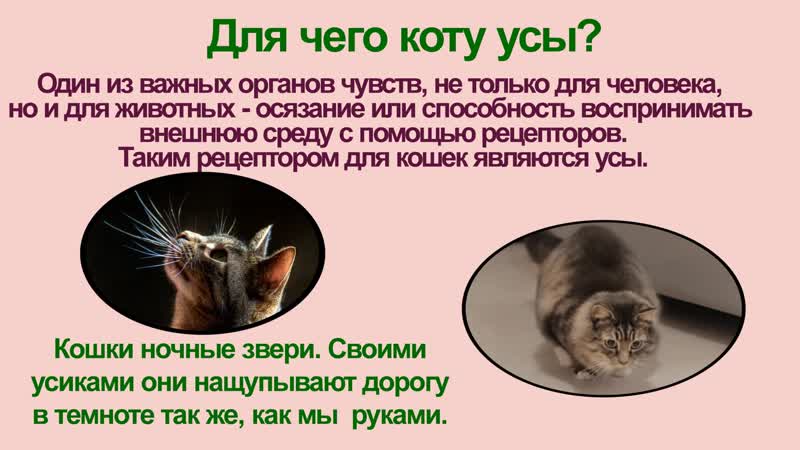 Зачем кошкам и котам нужны усы, почему их нельзя стричь и что делать, если их подстричь?