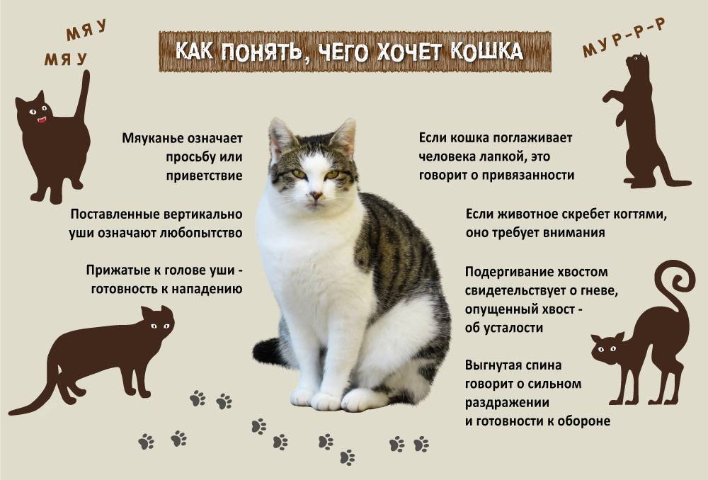 Почему коты убивают котят и что чувствует кошка, лишившись своих котят? - всё о кошках и котах