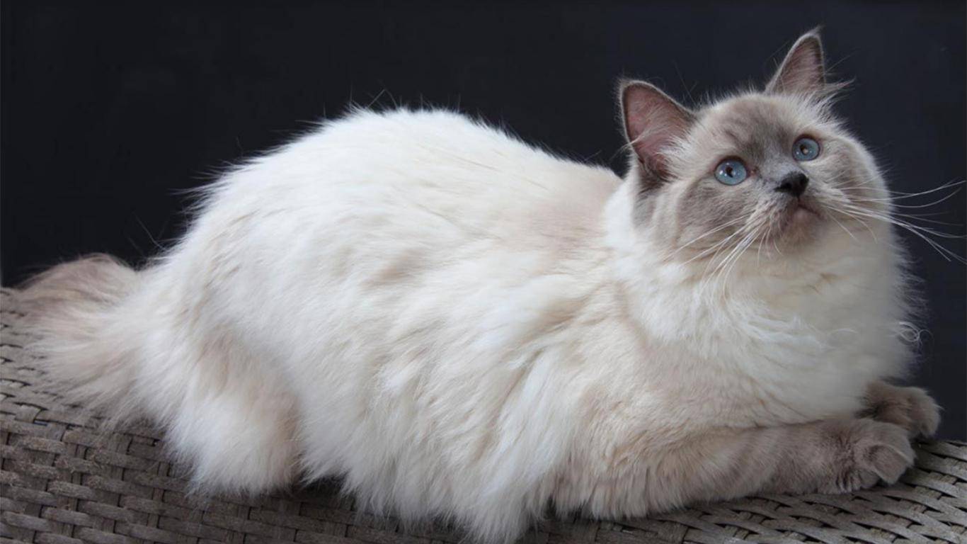 Рагамаффин: описание породы, фото кошек, питание и уход