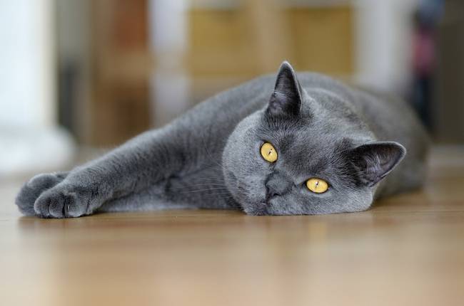 Как воспитать котенка? этапы правильного воспитания котов и кошек в домашних условиях. как воспитать котенка ласковым и спокойным и можно ли его бить?
