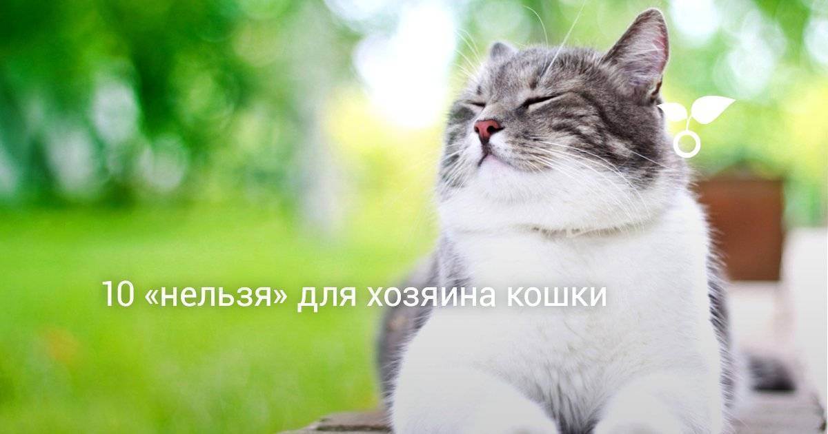 Как кошки захватили мир