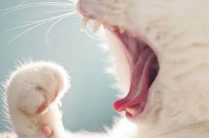 Как чистить зубы кошкам? чем проводить чистку зубов котенку и взрослому коту в домашних условиях? лучшие средства
