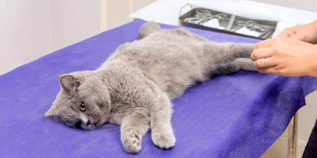 Всё, что нужно знать про стерилизацию кошек