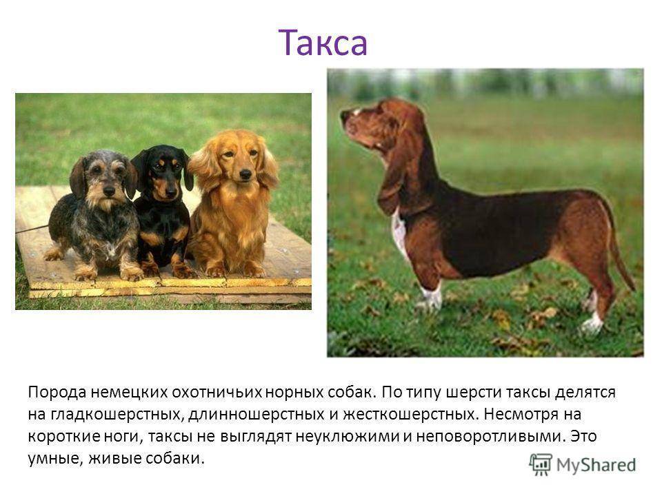 Все породы собак. название, описание каждой породы, фото, видео