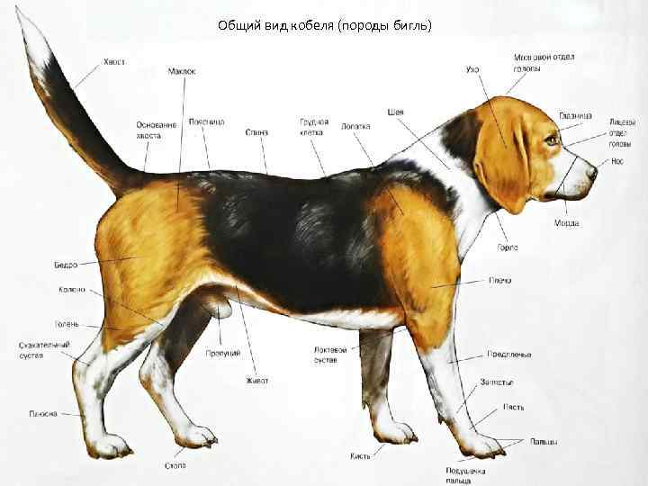Собака бигль - описание породы и характер