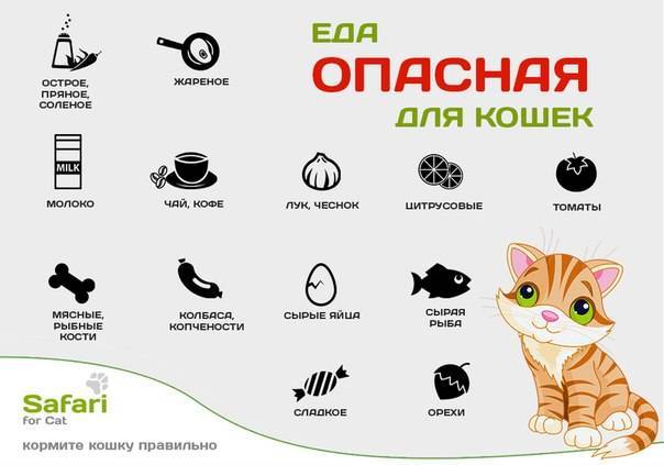 Чем кормить котенка при поносе: список полезных и правильных продуктов