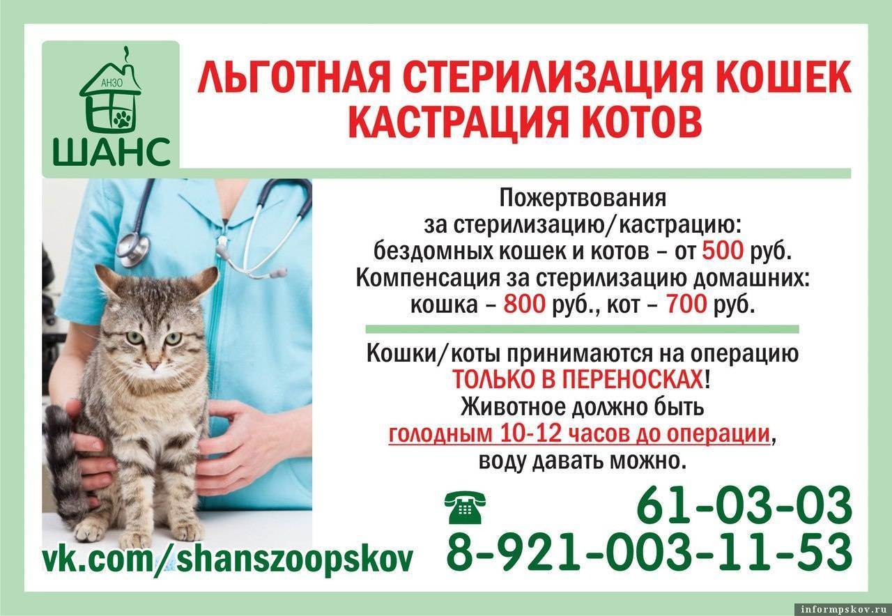 Когда кастрировать кота: все, что нужно знать хозяевам о возрасте, операции - блог о животных - zoo-pet.ru