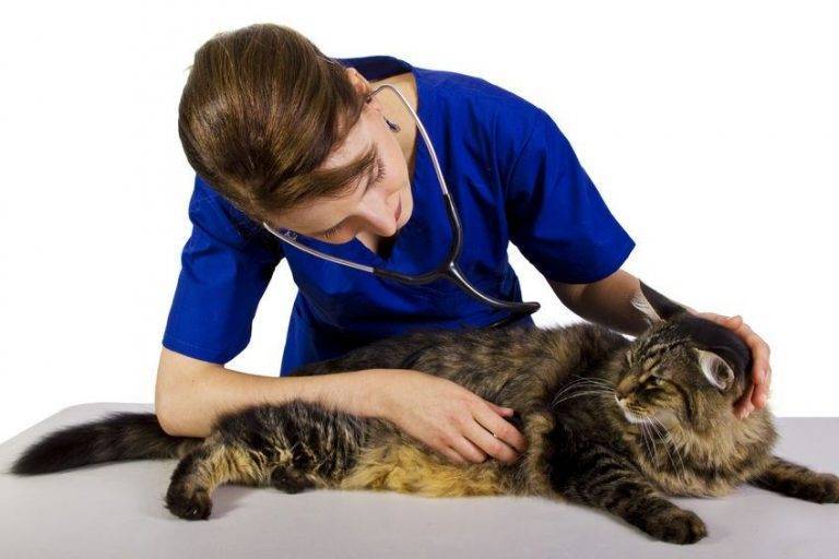 Почему возникает насморк у кошек и как эффективно его устранить